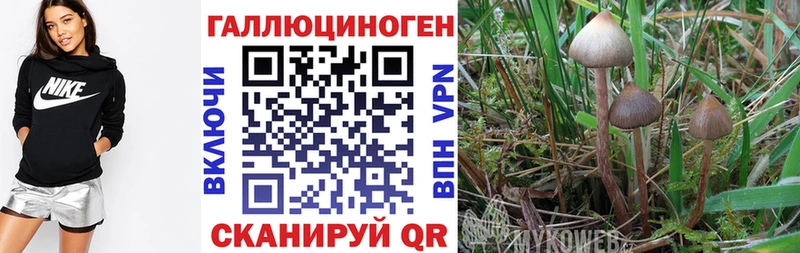 Псилоцибиновые грибы Psilocybine cubensis  Миньяр 